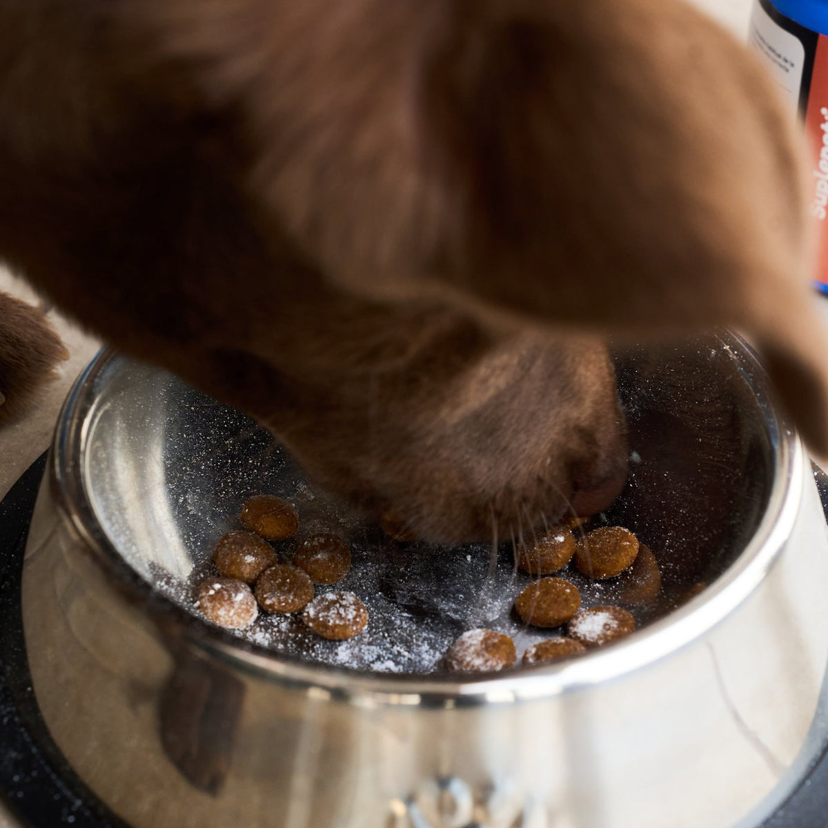 Mi perro come pasto: qué significa y cuándo preocuparse