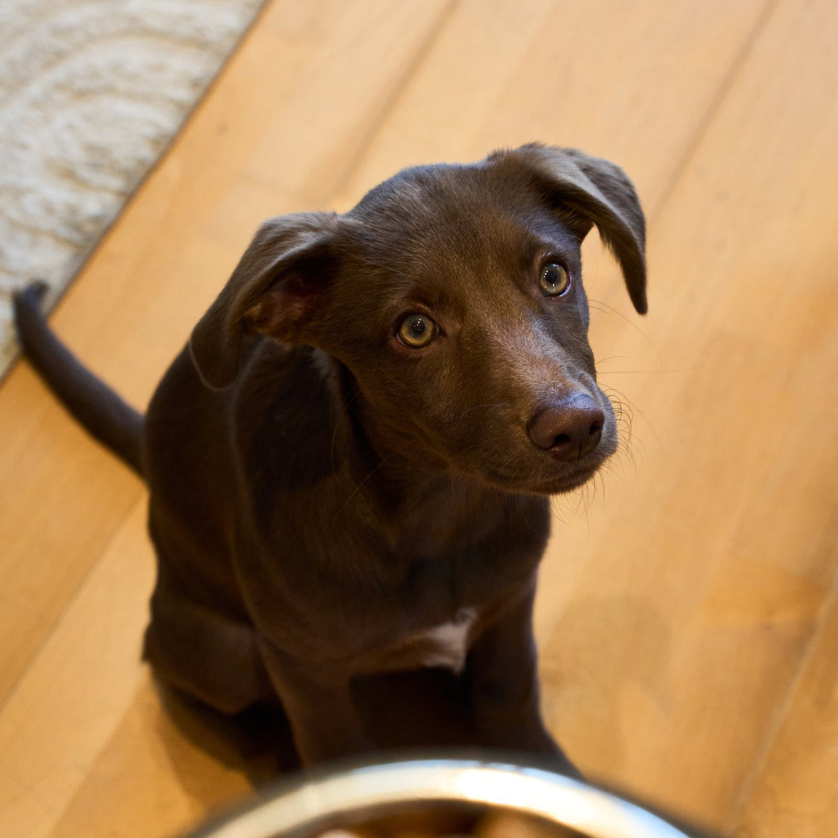 Mi perro tiene diarrea: qué mirar antes de cambiarle el alimento