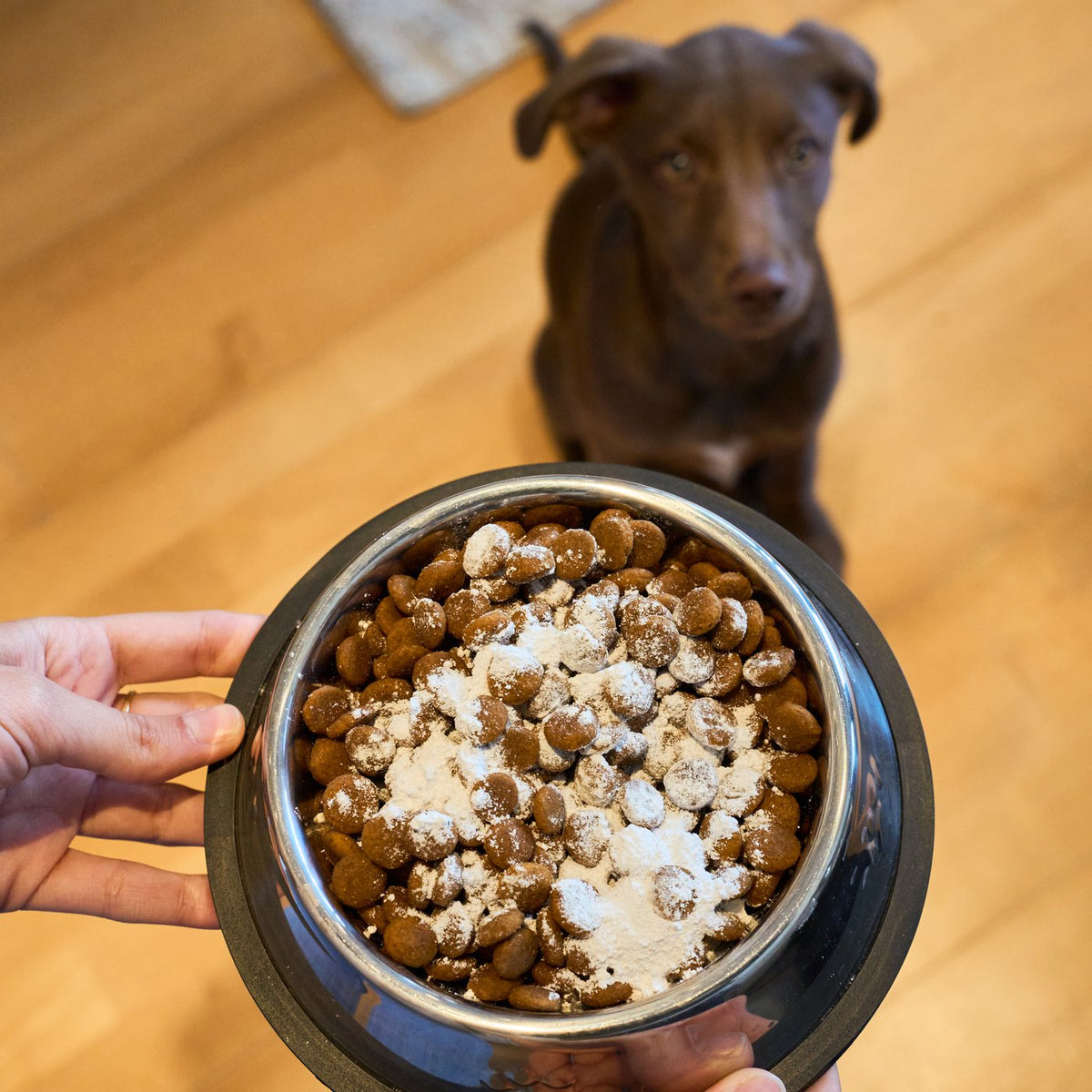 Perro con muchos gases: por qué pasa y qué se puede hacer