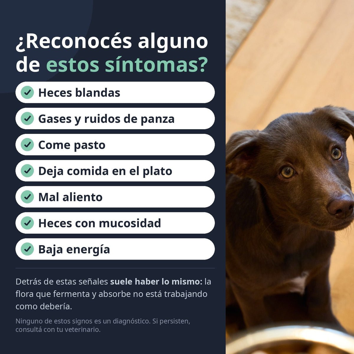 Señales digestivas que se ven en el perro: heces blandas, gases y ruidos de panza, come pasto, deja comida en el plato, mal aliento, heces con mucosidad y baja energía