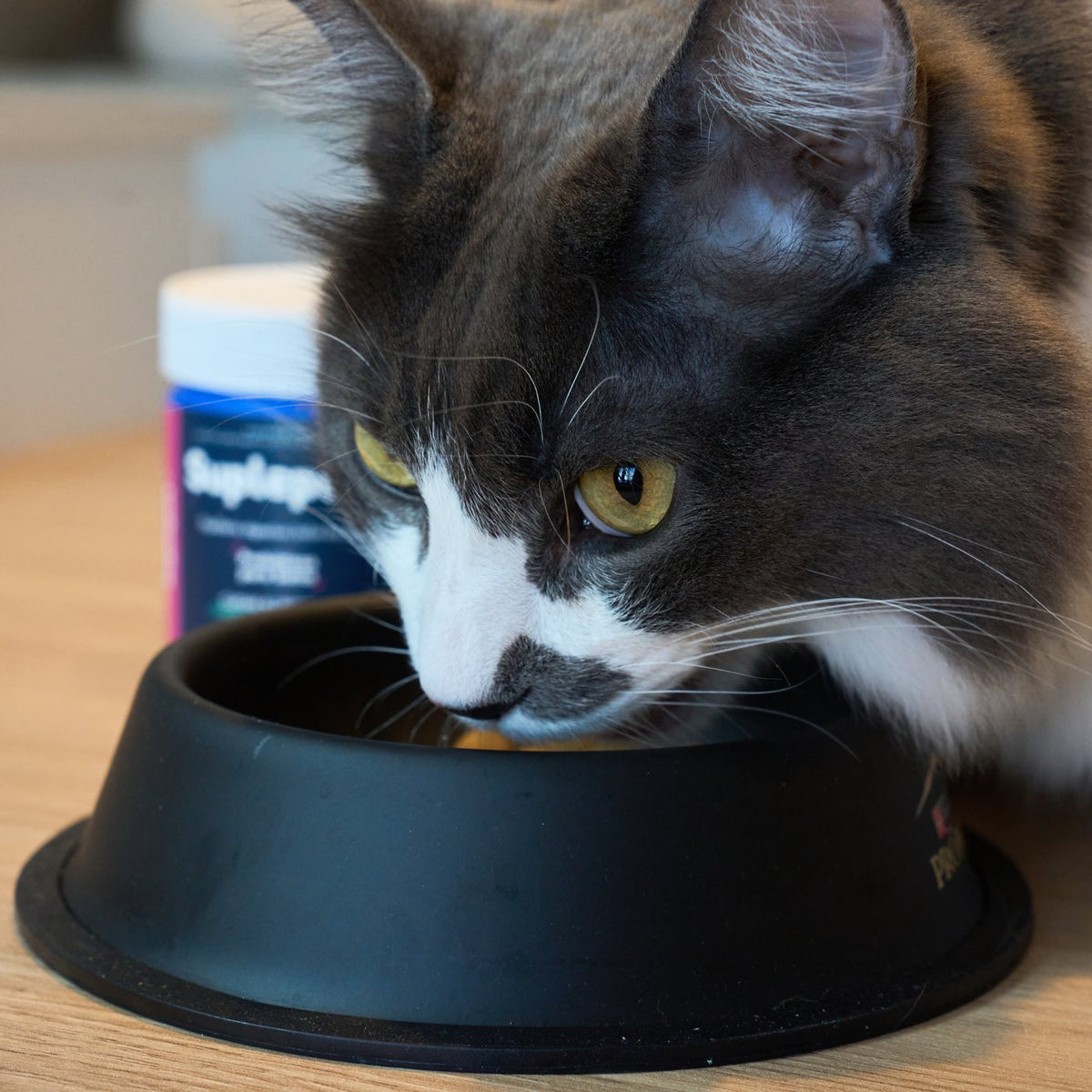 Gato comiendo alimento con Suplepet, con el pote al lado