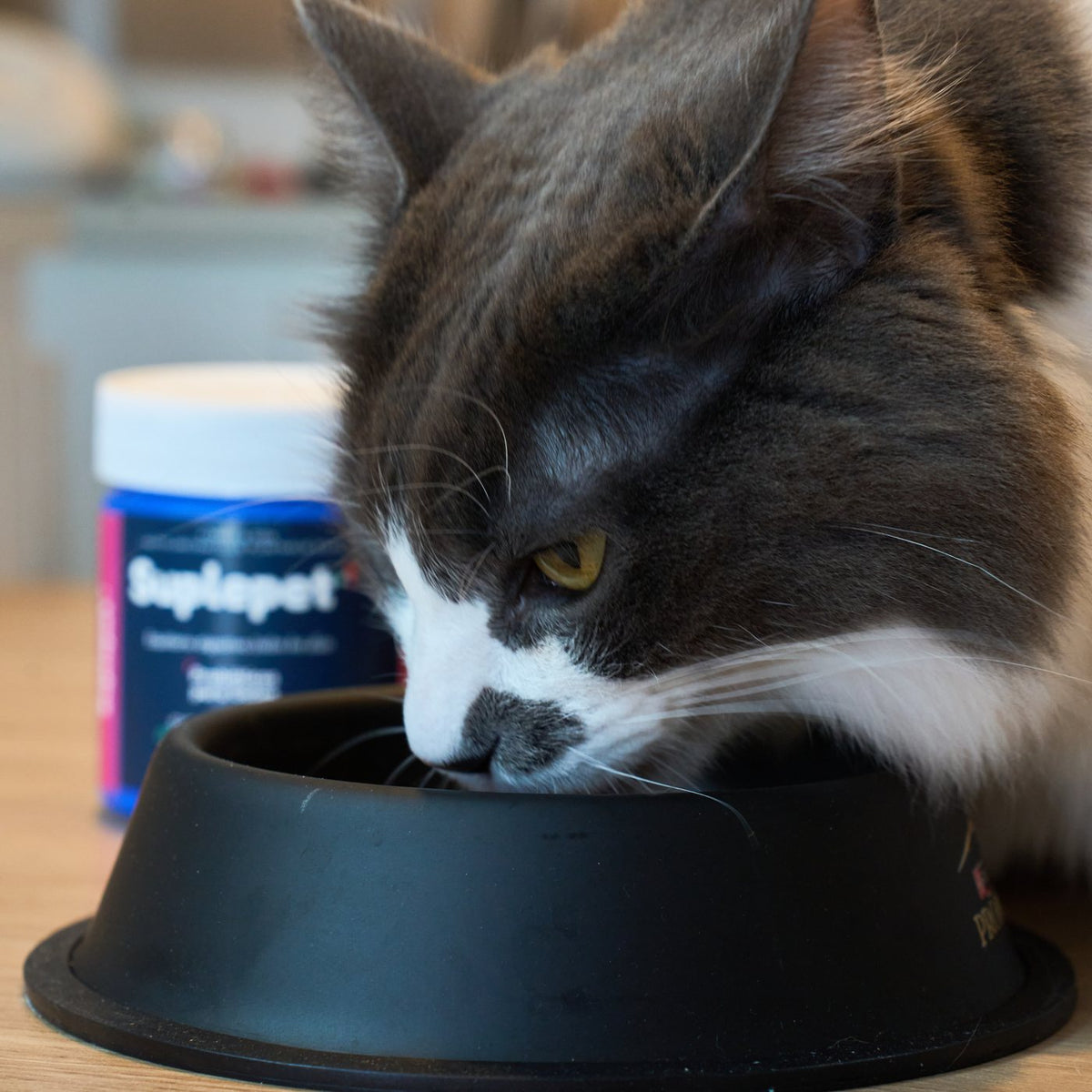 Gato comiendo de su plato
